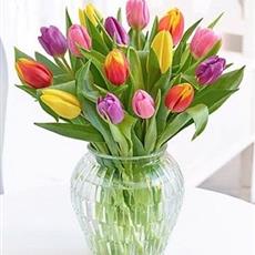 Mixed Tulips in vase