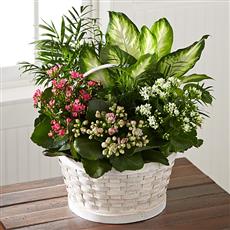 Plant arrangement - Florist choice