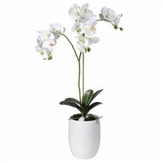 ORCHID PLANT IN CERAMIC POT